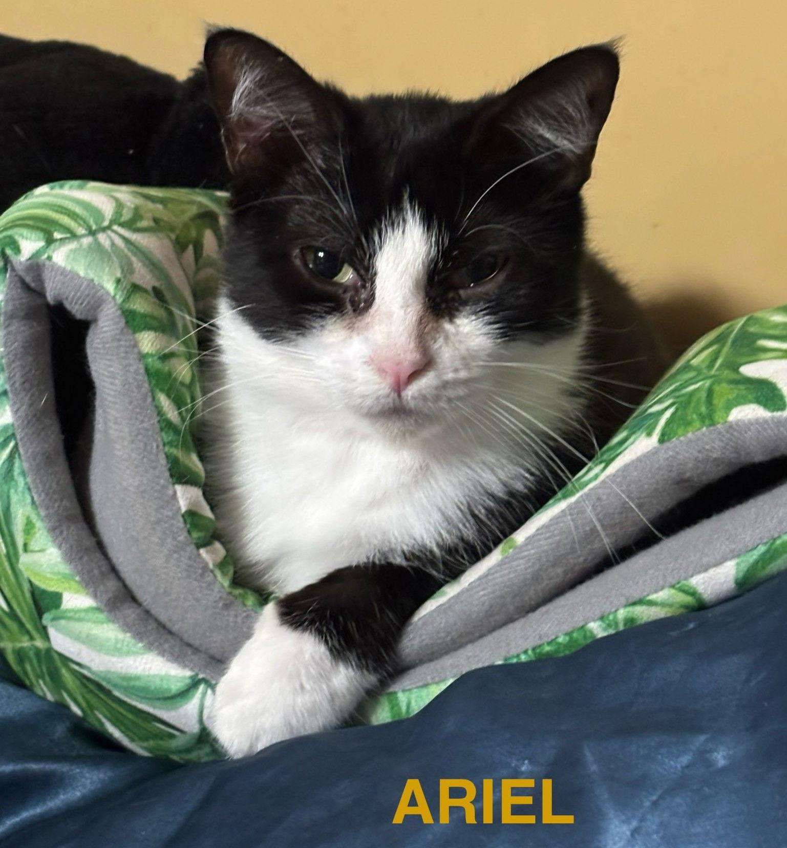 Enlarge Ariel, a Adoptable Domestic Short Hair in Oviedo, FL image 3/3