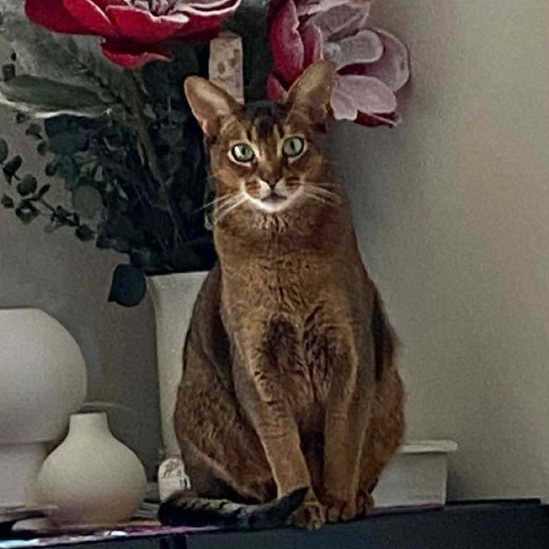 Arnie, Adopted, Adult Male Abyssinian.