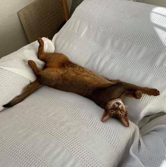 Enlarge Arnie, a Adopted Abyssinian in Mendota Heights, MN image 2/4