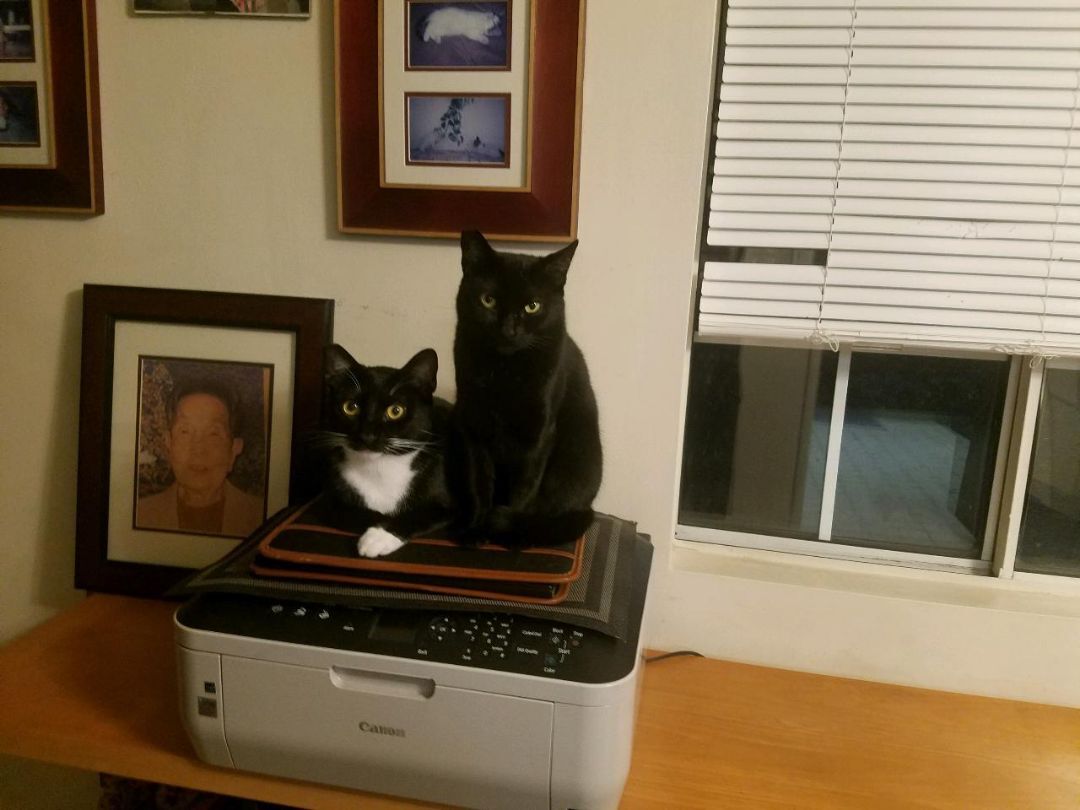 Sakura, Adoptable, Young Male Tuxedo & Domestic Short Hair.