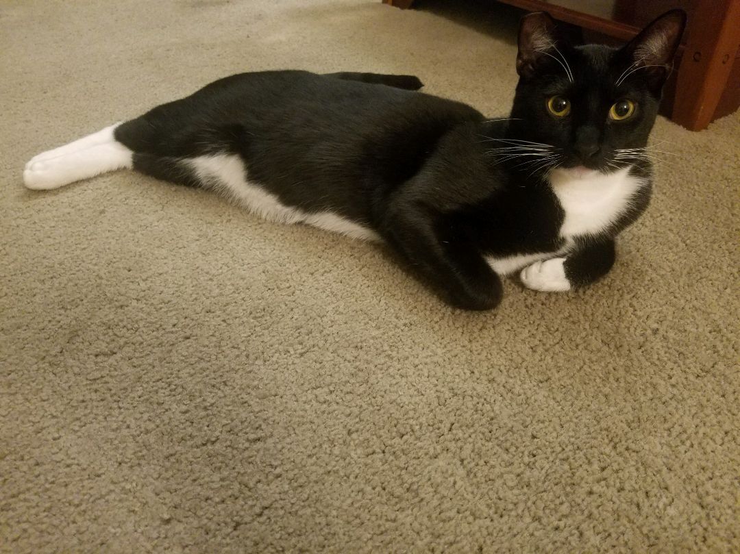 Sakura, a Adoptable mixed breed image 2/8