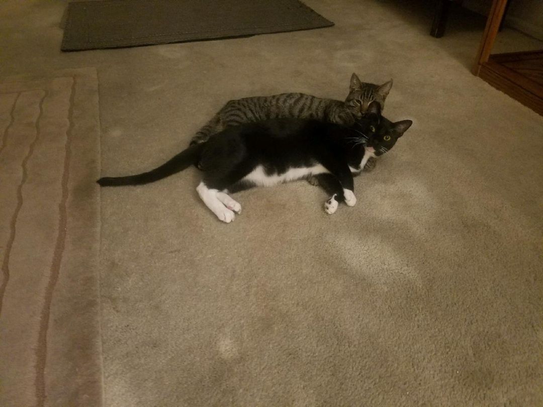 Sakura, a Adoptable mixed breed image 3/8