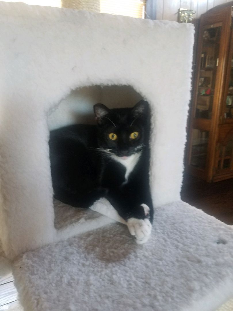 Sakura, a Adoptable mixed breed image 4/8