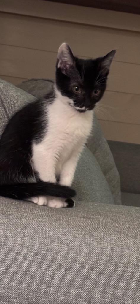 Willow, Adoptable, Kitten Female Domestic Short Hair.