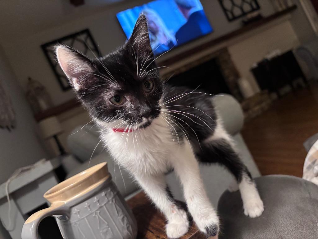 Enlarge Willow, a Adoptable mixed breed in Cumming, GA image 2/6