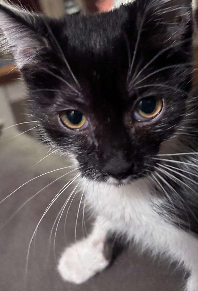 Enlarge Willow, a Adoptable mixed breed in Cumming, GA image 3/6