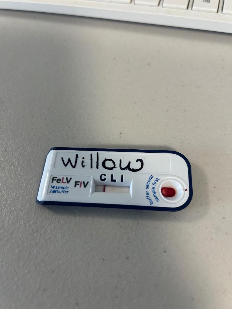 Enlarge Willow, a Adoptable mixed breed in Cumming, GA image 4/6