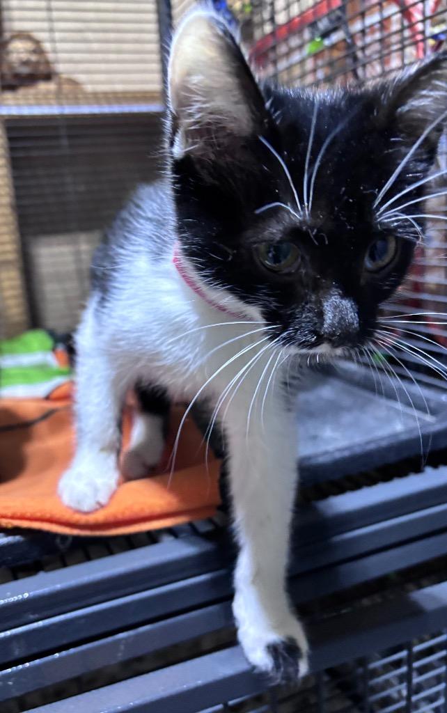 Enlarge Willow, a Adoptable mixed breed in Cumming, GA image 5/6