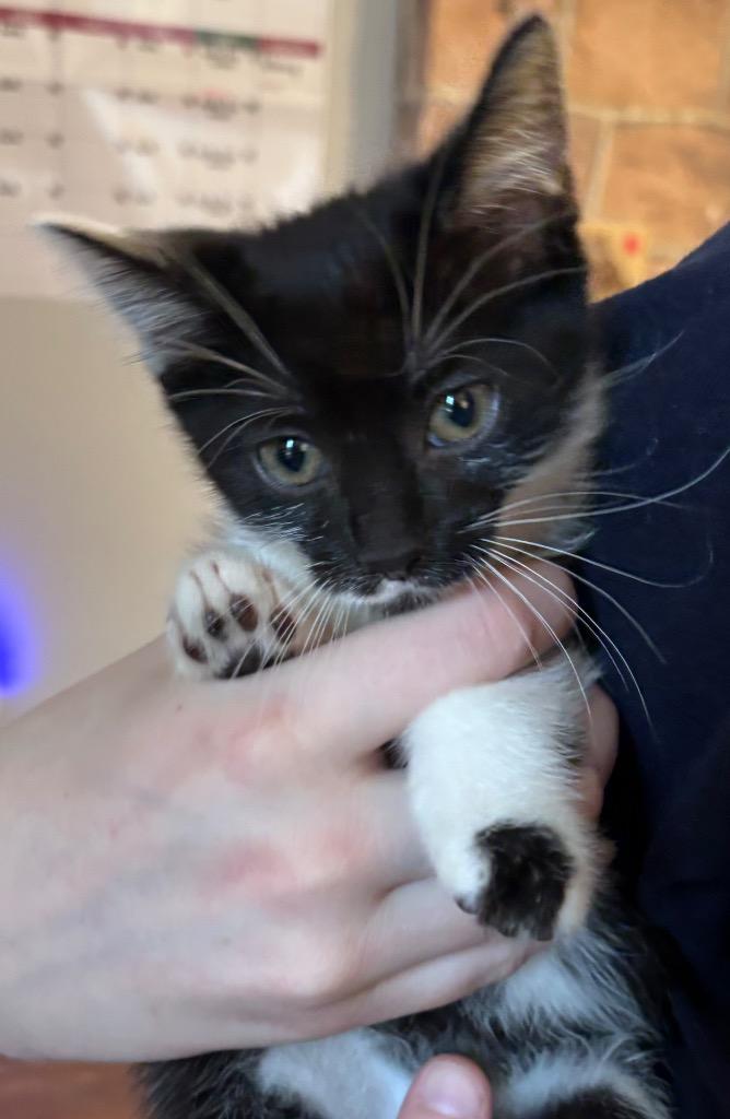 Enlarge Willow, a Adoptable mixed breed in Cumming, GA image 6/6