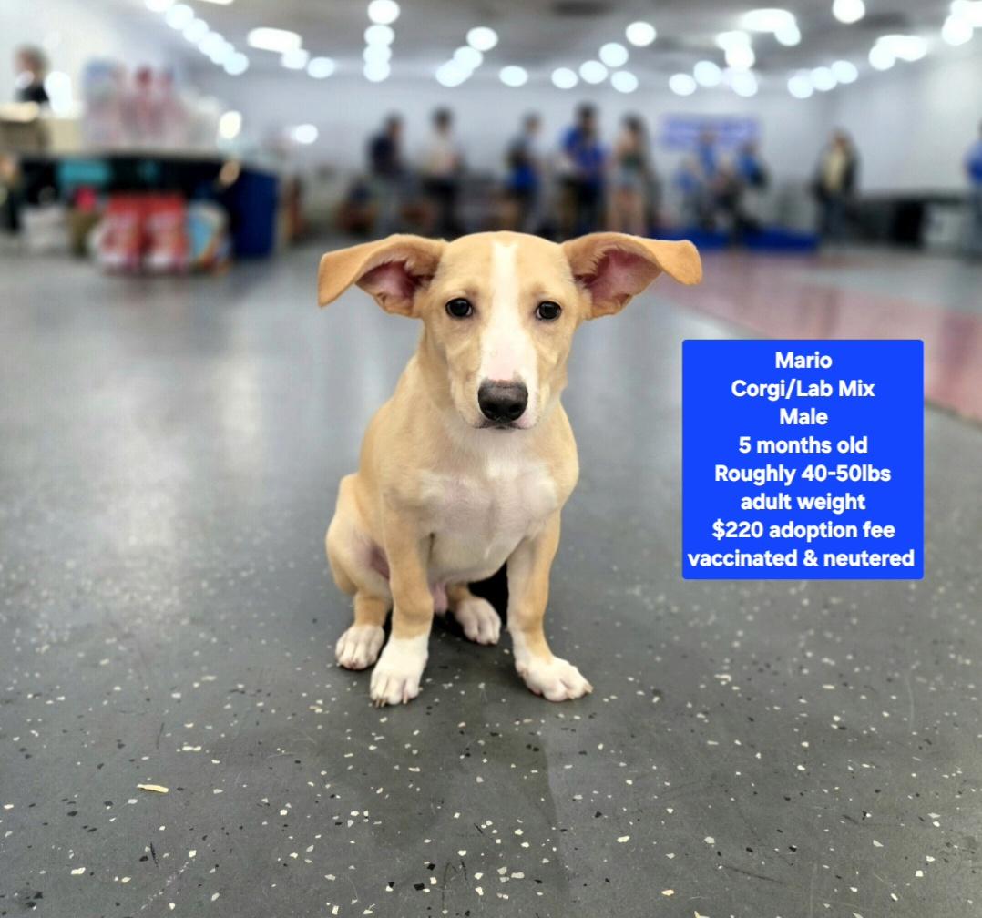 Mario, Adoptable, Puppy Male Corgi.
