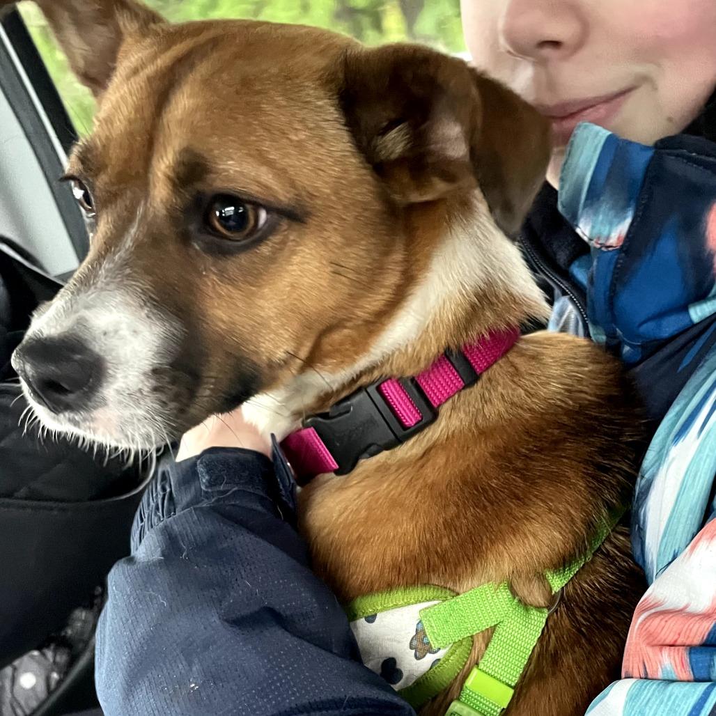 Champ - 222694, Adoptable, Young Female Terrier & Chihuahua.