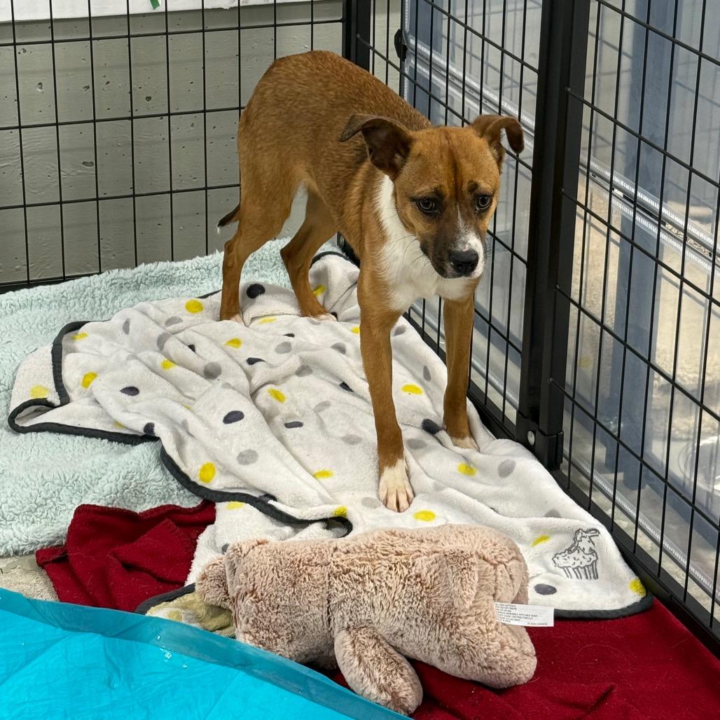 Enlarge Champ - 222694, a Adoptable mixed breed in Victoria, BC image 2/3