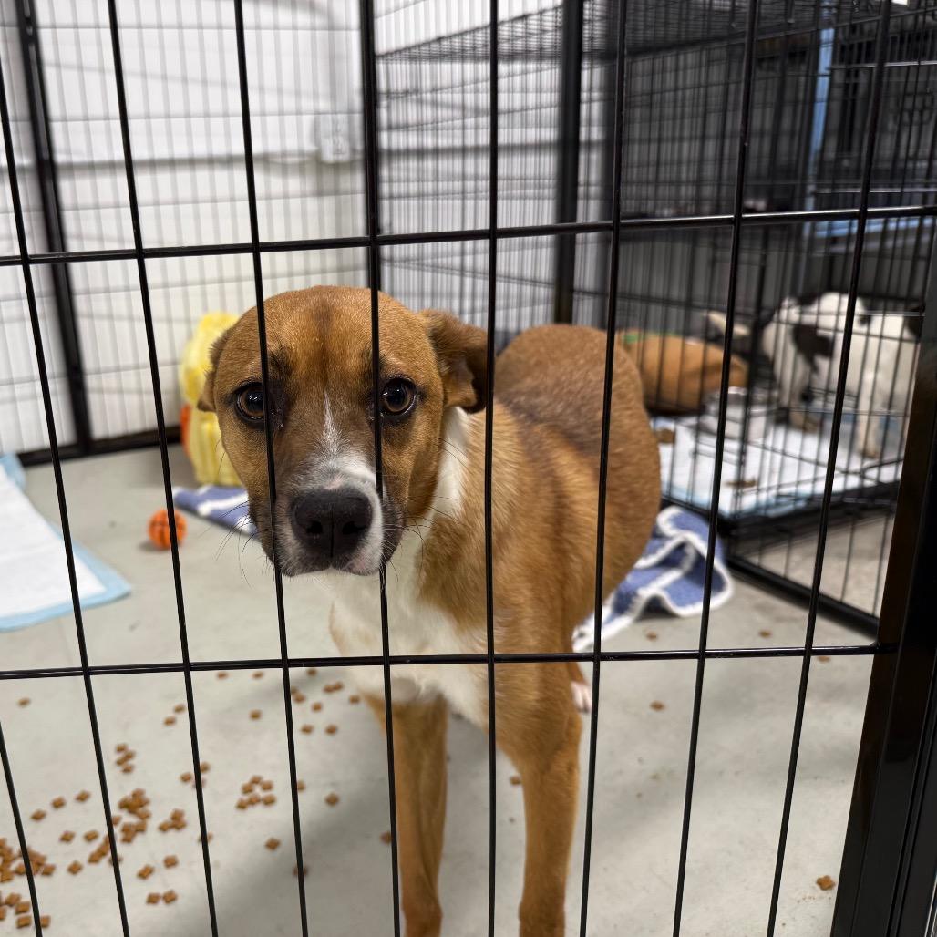 Enlarge Champ - 222694, a Adoptable mixed breed in Victoria, BC image 3/3