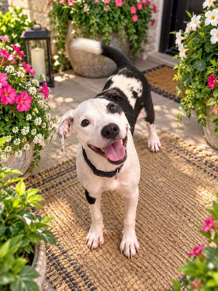 Enlarge Navy, a Adoptable mixed breed in Henniker, NH image 1/1