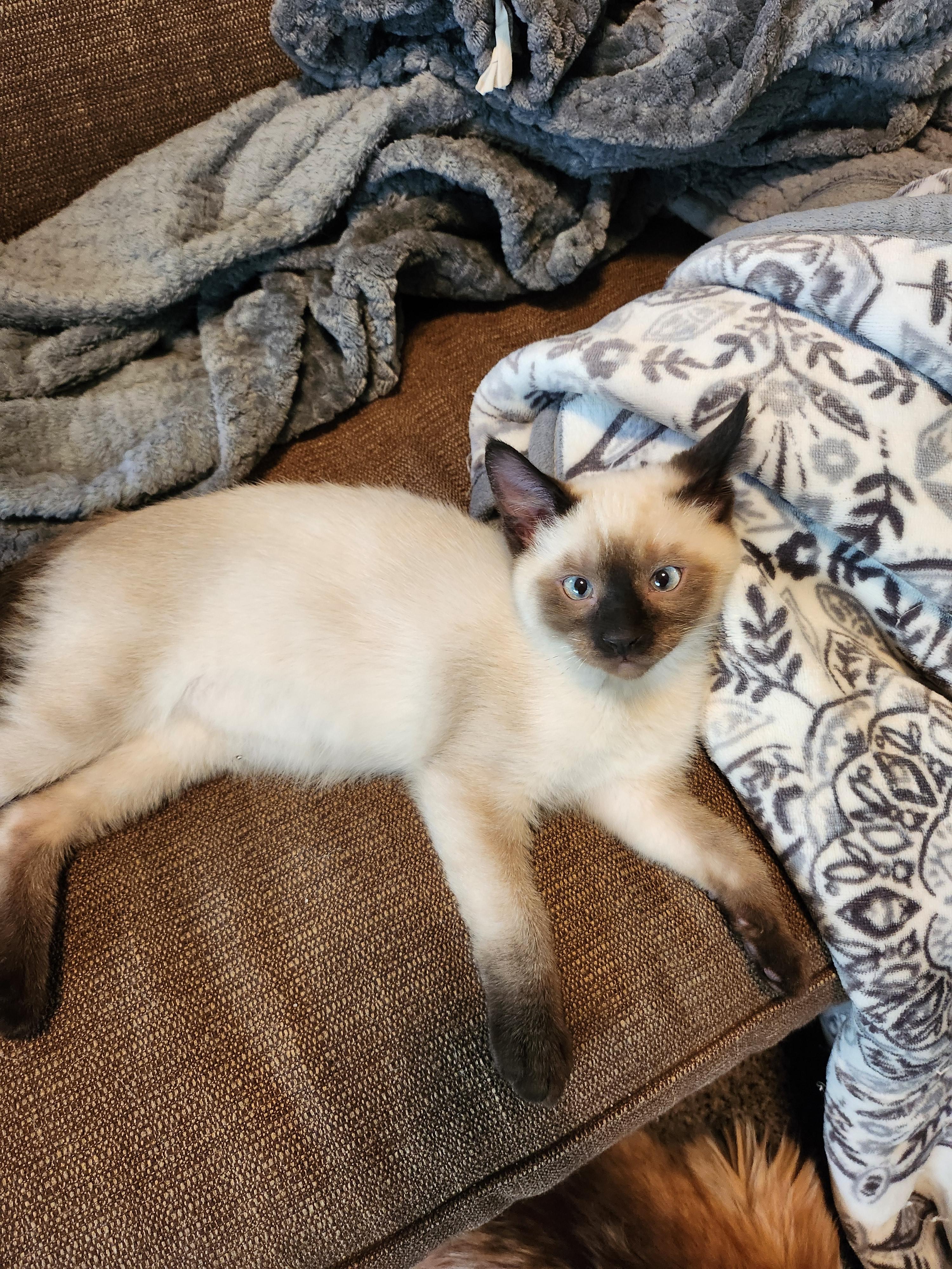 Tan, Adopted, Young Male Siamese.