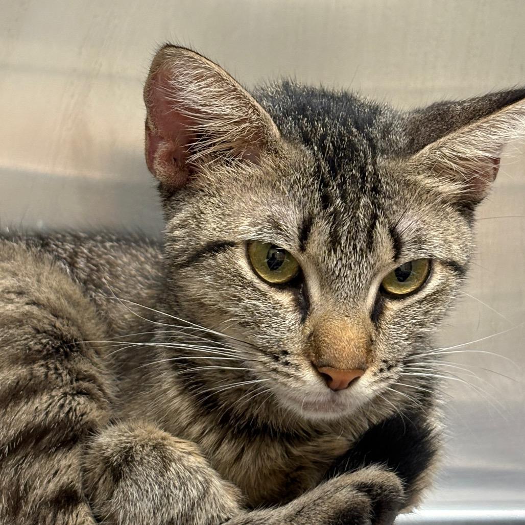 Mandy (Momma), a Adoptable Domestic Short Hair in Milton, FL image 2/2