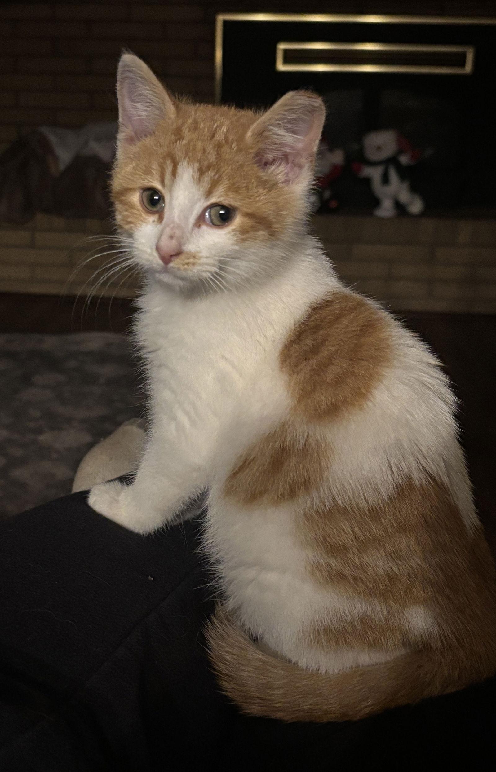 Flynn, Adoptable, Kitten Male Domestic Short Hair.