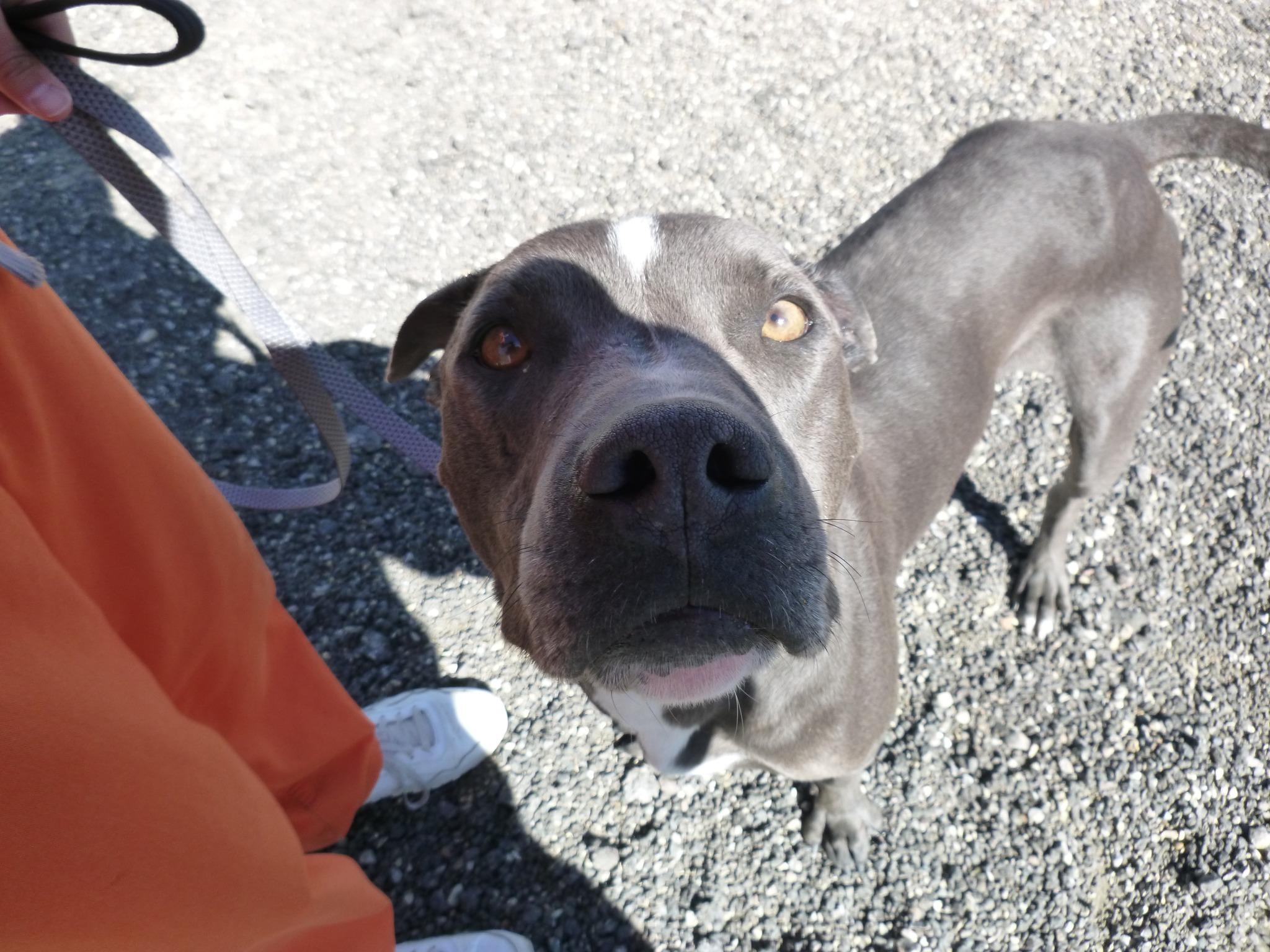 Icarus, ADOPTABLE, Young Male Pit Bull Terrier.