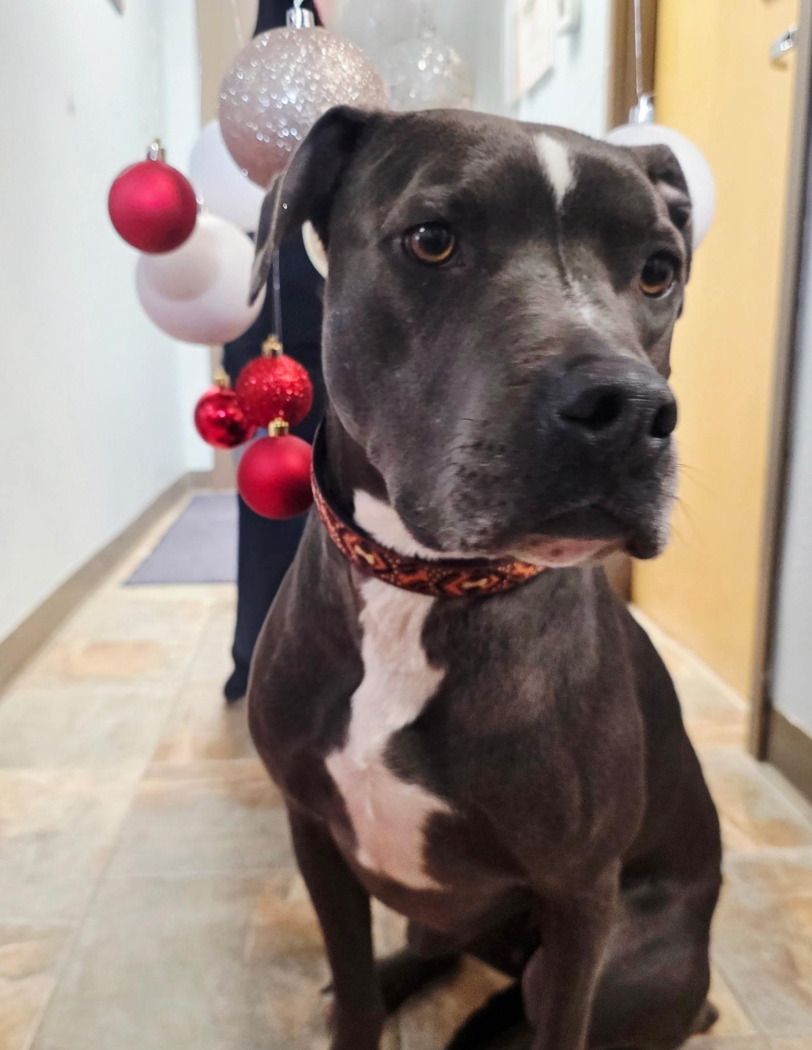 Icarus, a ADOPTABLE mixed breed in Rawlins, WY image 2/2