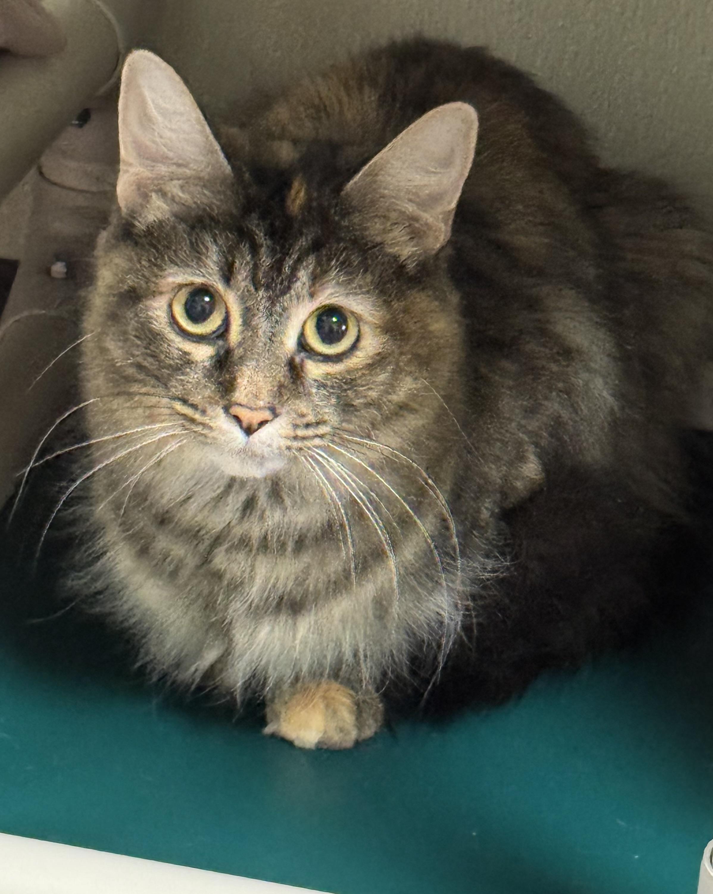 Enlarge Clarice, a ADOPTABLE Domestic Long Hair in Binghamton, NY image 1/1