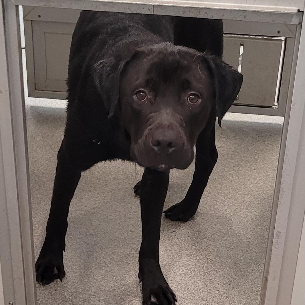 Drake, a Adoptable mixed breed in Naperville, IL image 1/6