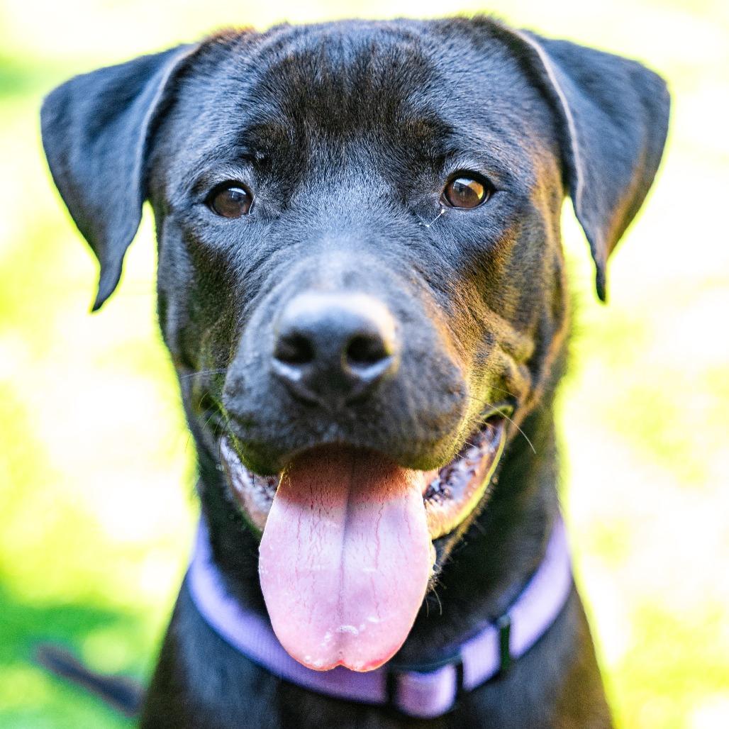 Drake, a Adoptable mixed breed in Naperville, IL image 2/6