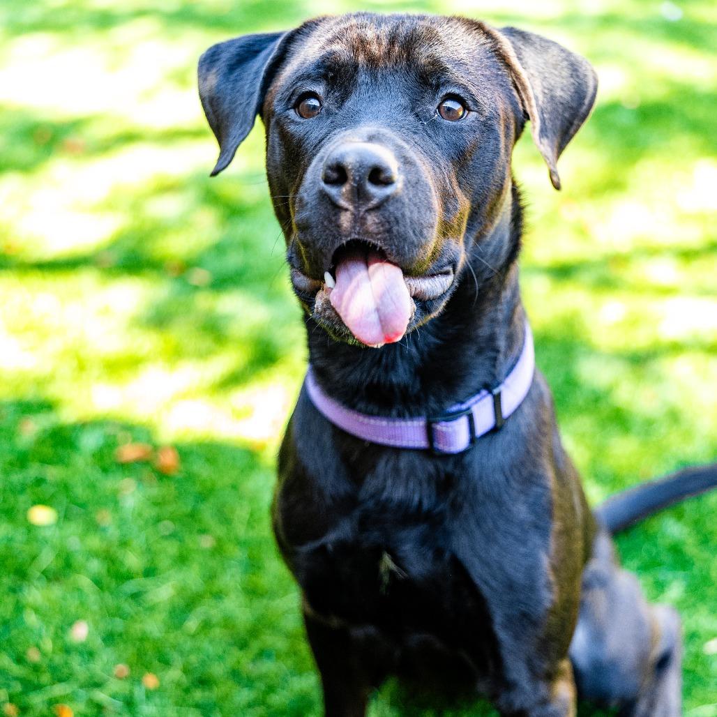 Drake, a Adoptable mixed breed in Naperville, IL image 3/6