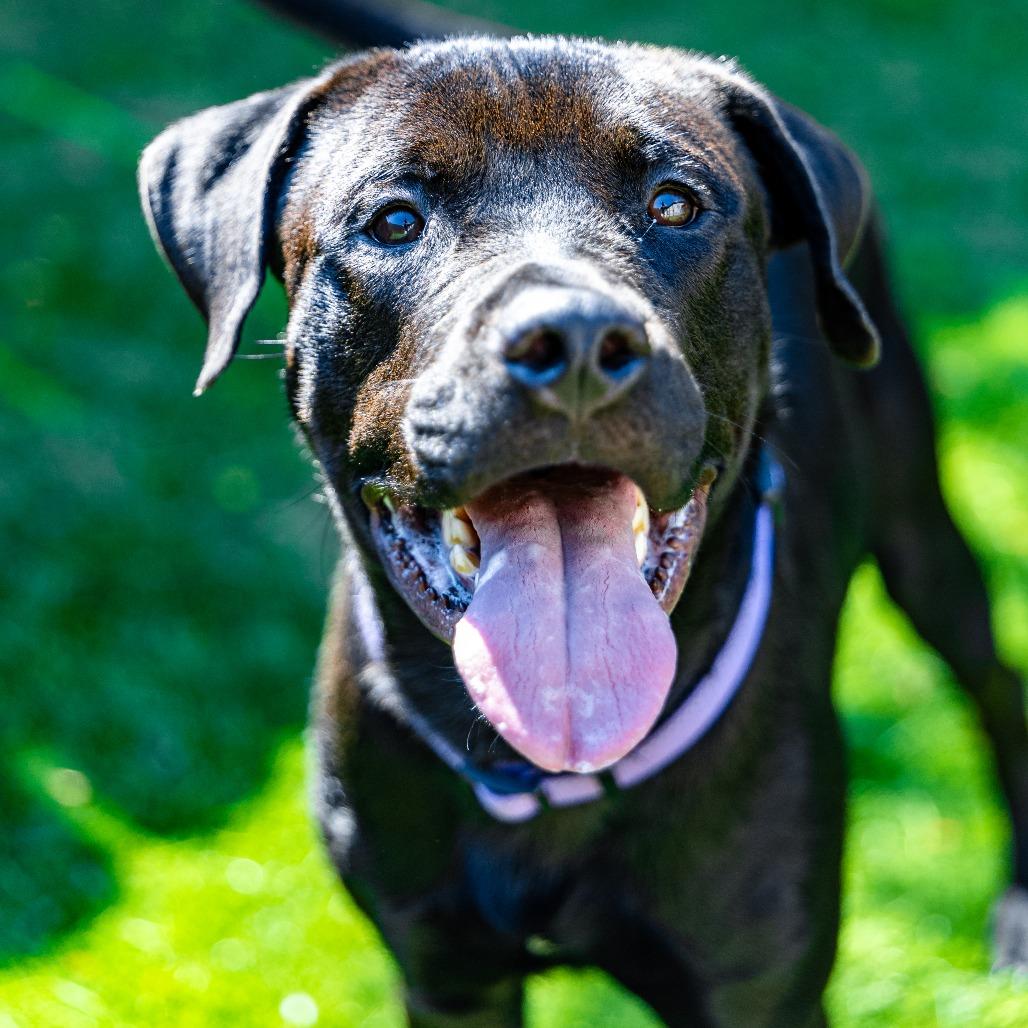 Drake, a Adoptable mixed breed in Naperville, IL image 4/6