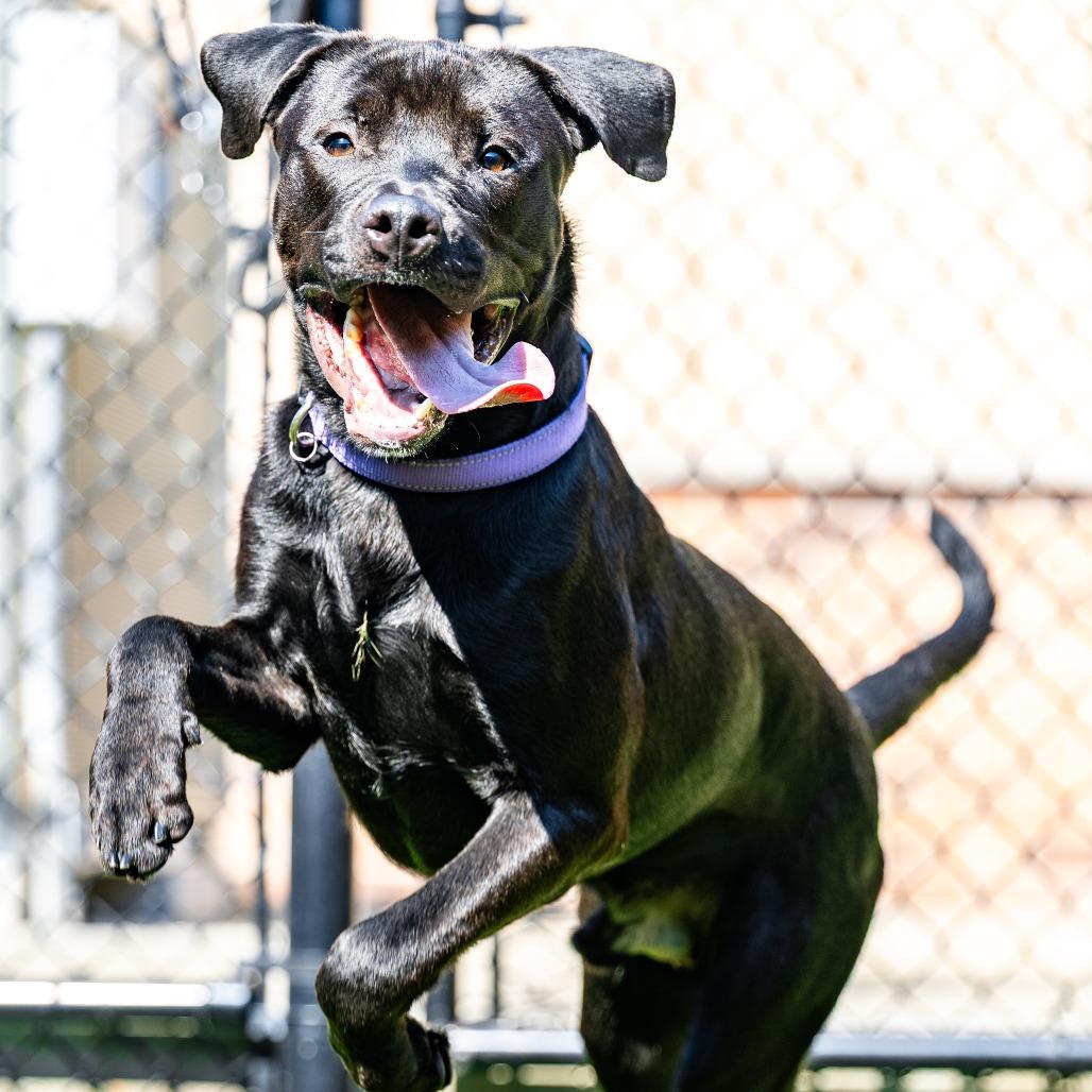 Drake, a Adoptable mixed breed in Naperville, IL image 5/6