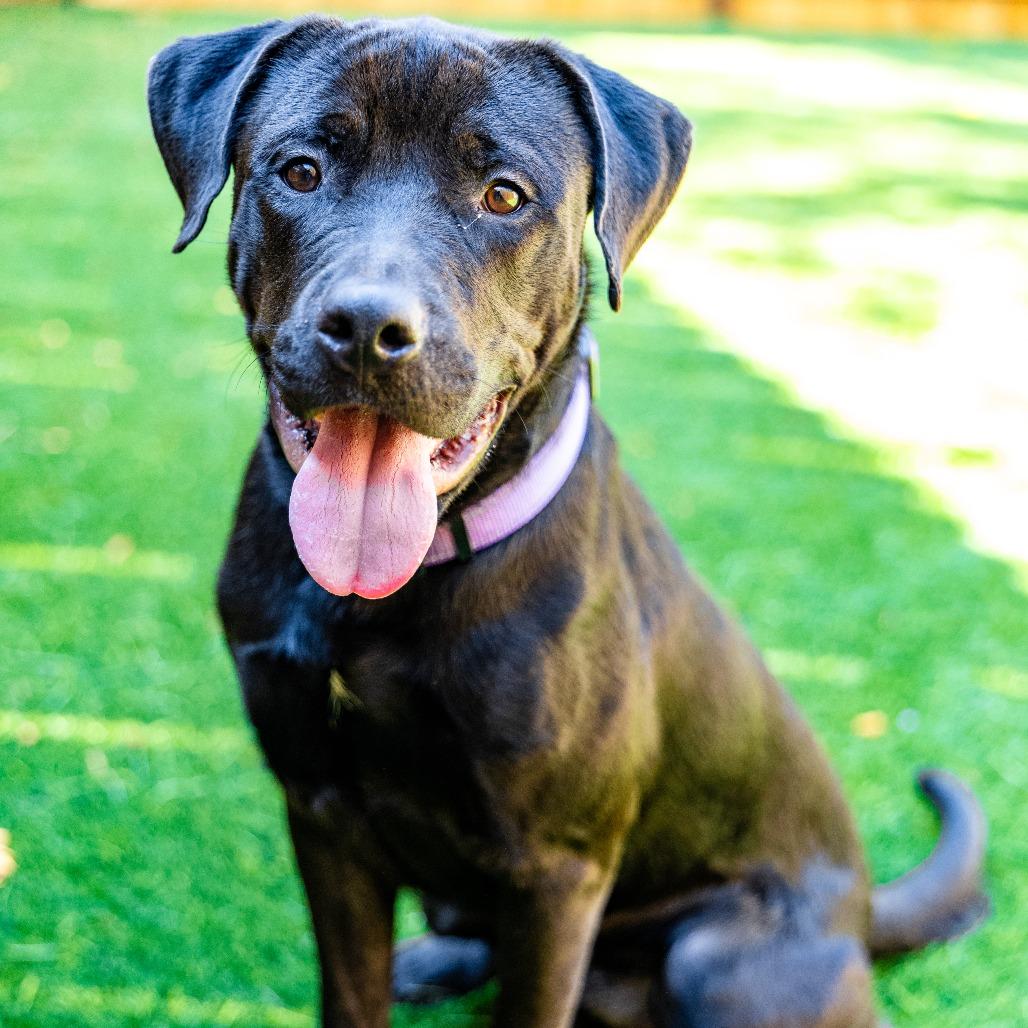 Drake, a Adoptable mixed breed in Naperville, IL image 6/6