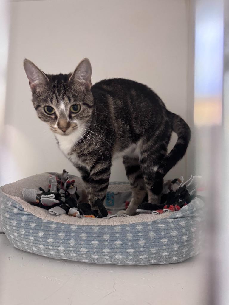 Toby, Adoptable, Kitten Male Domestic Short Hair.