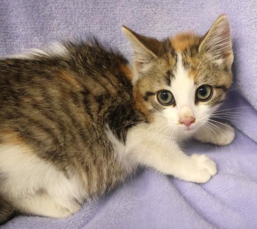 Girl Scout, Adoptable, Kitten Female Domestic Medium Hair.