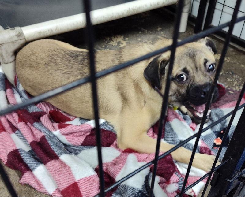 Shorty Starburst, Adoptable, Young Male Pug.