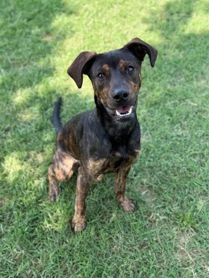 Enlarge Willie, a Adoptable Mixed Breed in Memphis, TN image 3/3