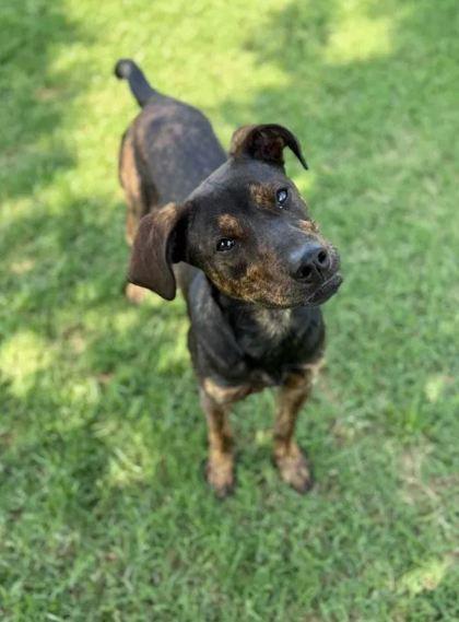 Enlarge Willie, a Adoptable Mixed Breed in Memphis, TN image 3/3