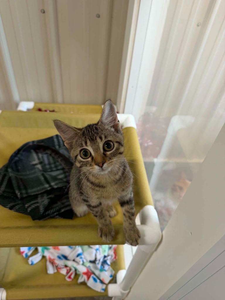 Ben, Adoptable, Kitten Male Domestic Short Hair.