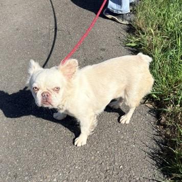 Enlarge Yoga, a Adopted French Bulldog in Long Beach, WA image 3/3