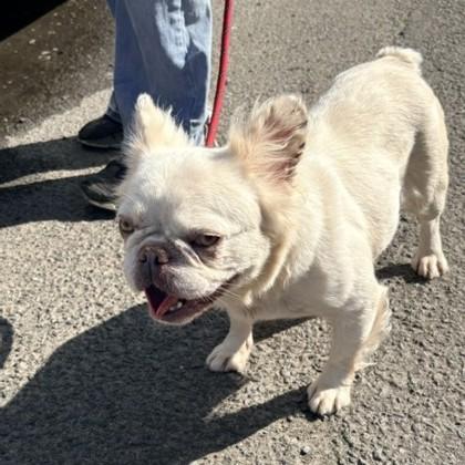 Yoga, Adopted, Adult Female French Bulldog.
