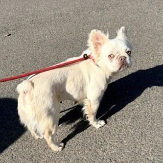 Enlarge Yoga, a Adopted French Bulldog in Long Beach, WA image 2/3