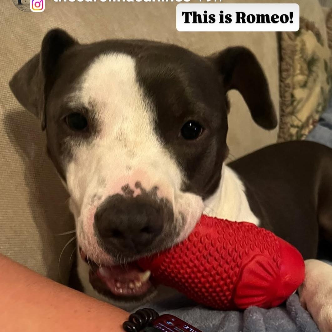 Romeo