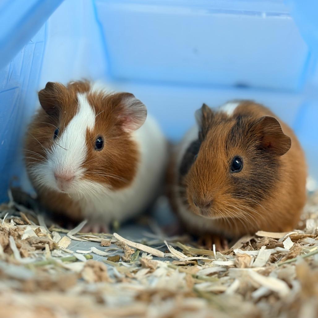 Enlarge chicken nugget, a Adoptable Guinea Pig in Watertown, NY image 1/3