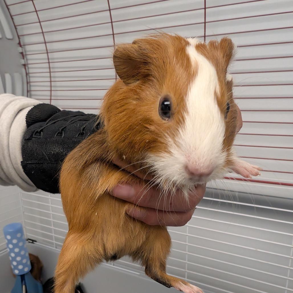 Enlarge chicken nugget, a Adoptable Guinea Pig in Watertown, NY image 2/3