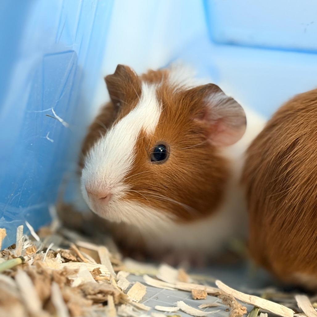 Enlarge chicken nugget, a Adoptable Guinea Pig in Watertown, NY image 3/3