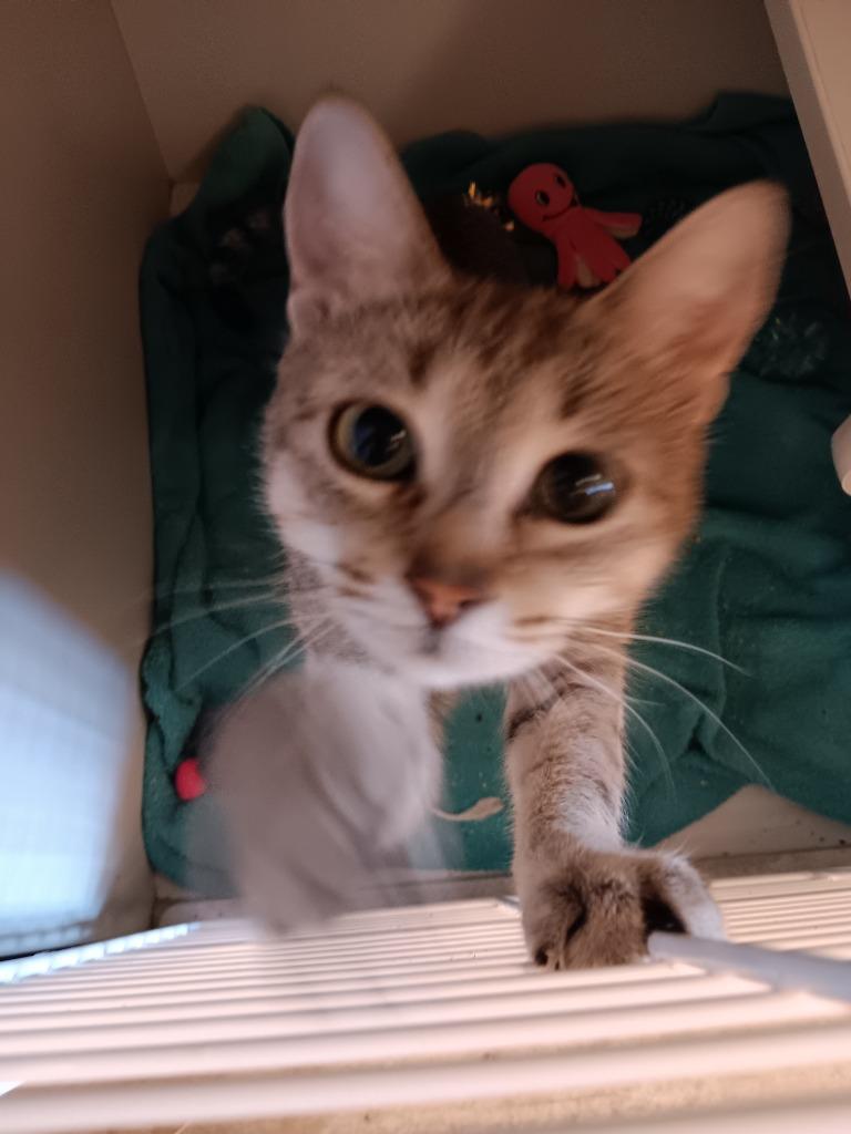 Gina, Adoptable, Young Female Domestic Short Hair.