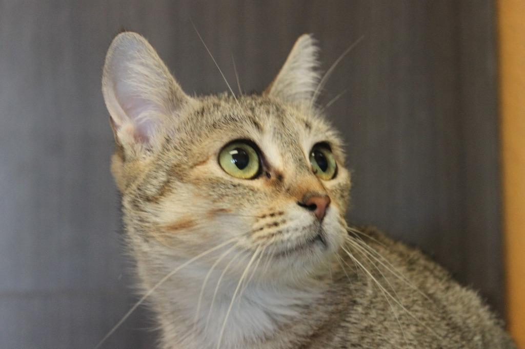 Enlarge Gina, a Adoptable mixed breed in New Braunfels, TX image 3/4