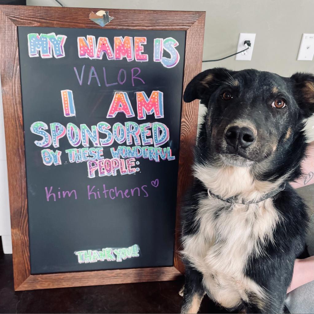 Max (Valor), a Adoptable mixed breed in Rifle, CO image 1/6