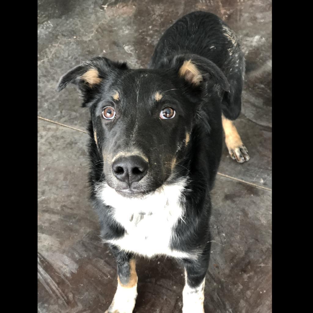 Max (Valor), a Adoptable mixed breed in Rifle, CO image 5/6