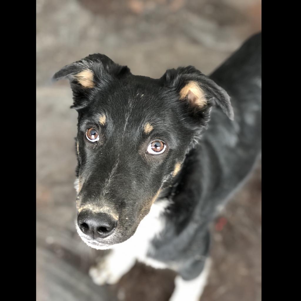 Max (Valor), a Adoptable mixed breed in Rifle, CO image 6/6