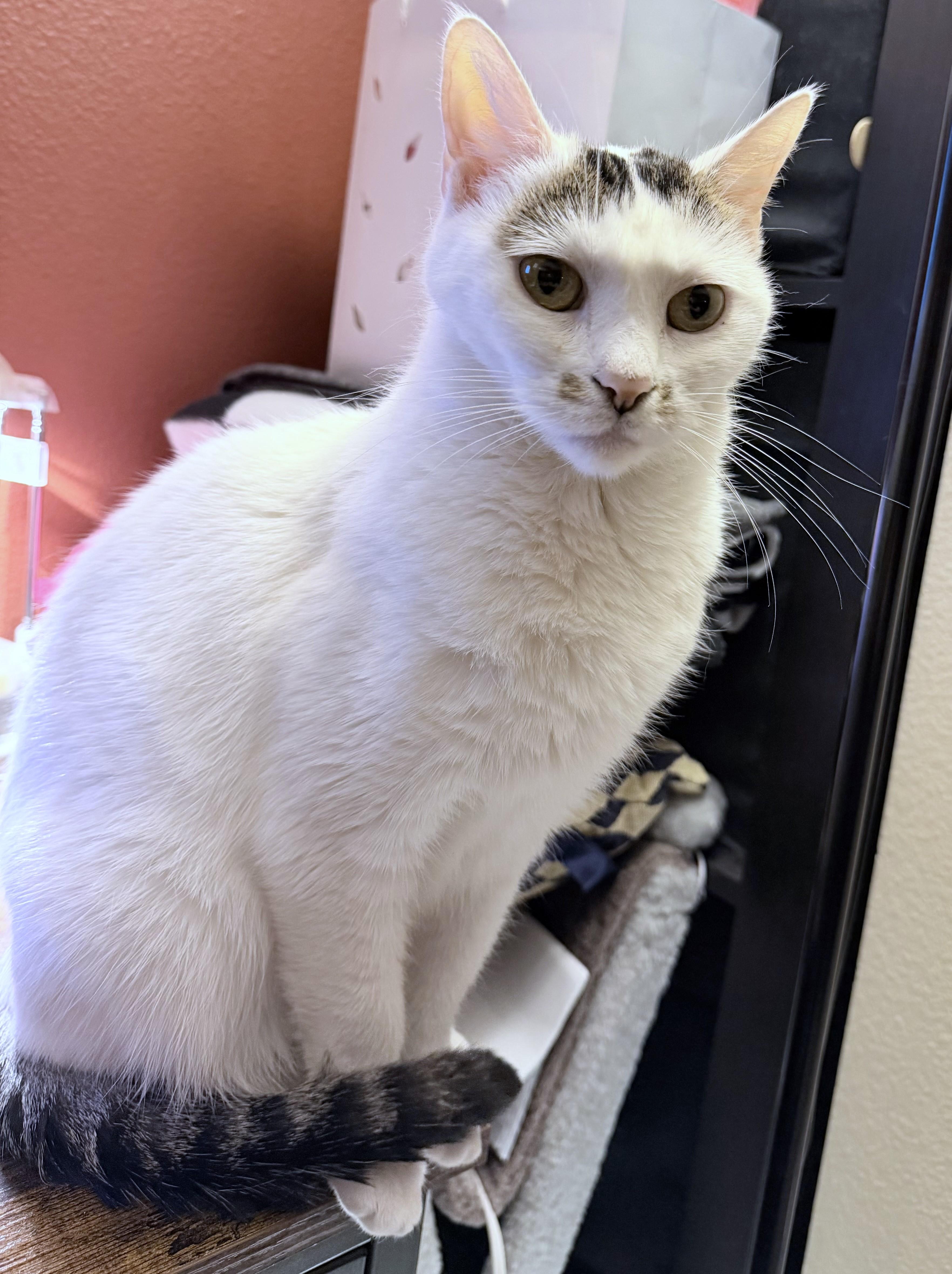 Enlarge Mitsuki (A097509), a Adoptable American Shorthair in Burbank, CA image 2/6