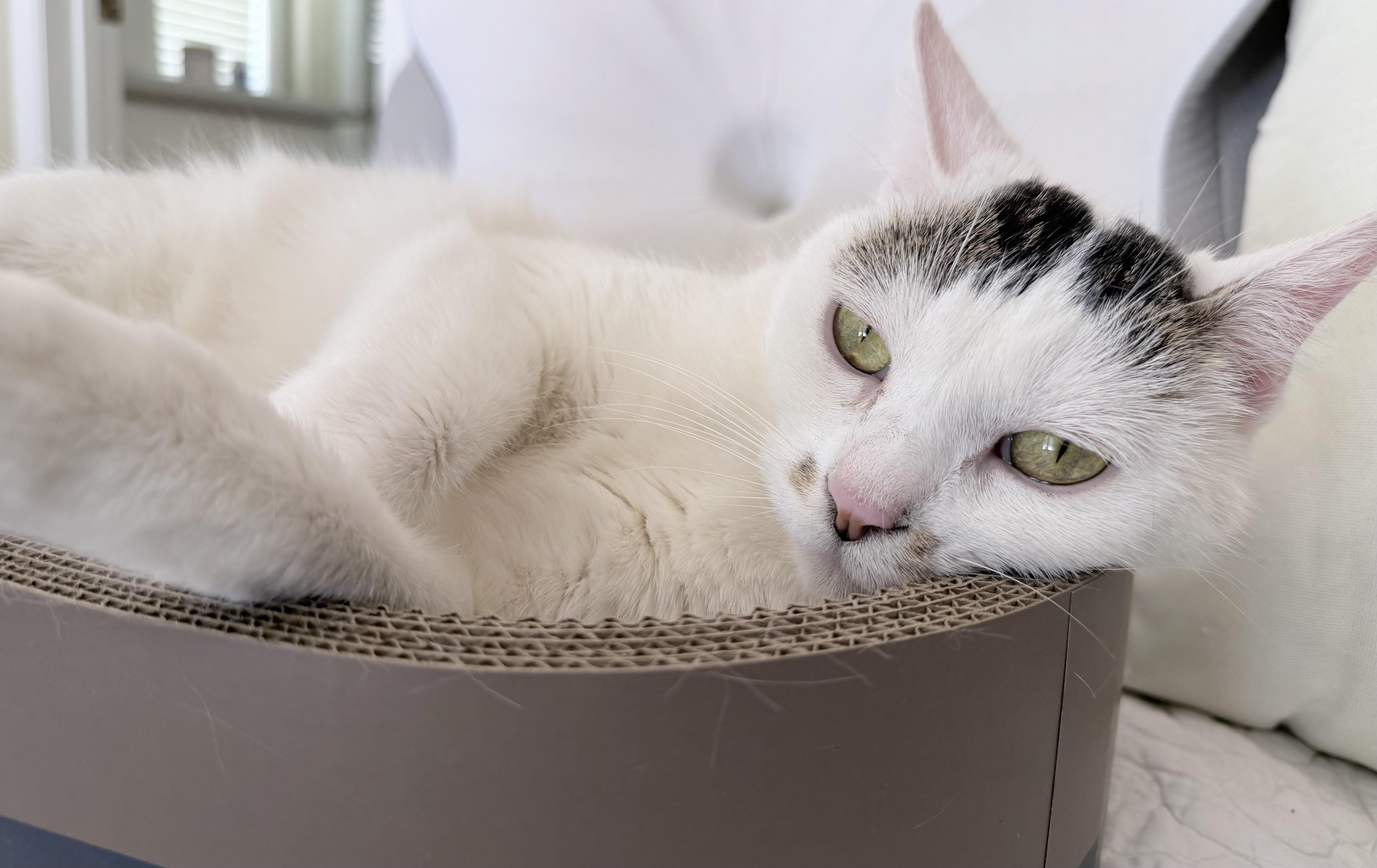 Enlarge Mitsuki (A097509), a Adoptable American Shorthair in Burbank, CA image 6/6